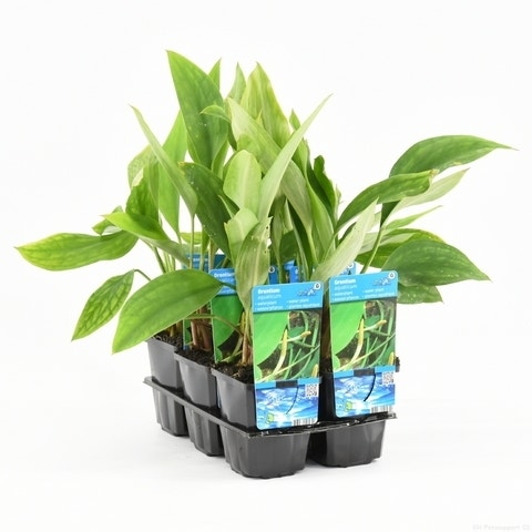 Goudkolf (Orontium Aquaticum)