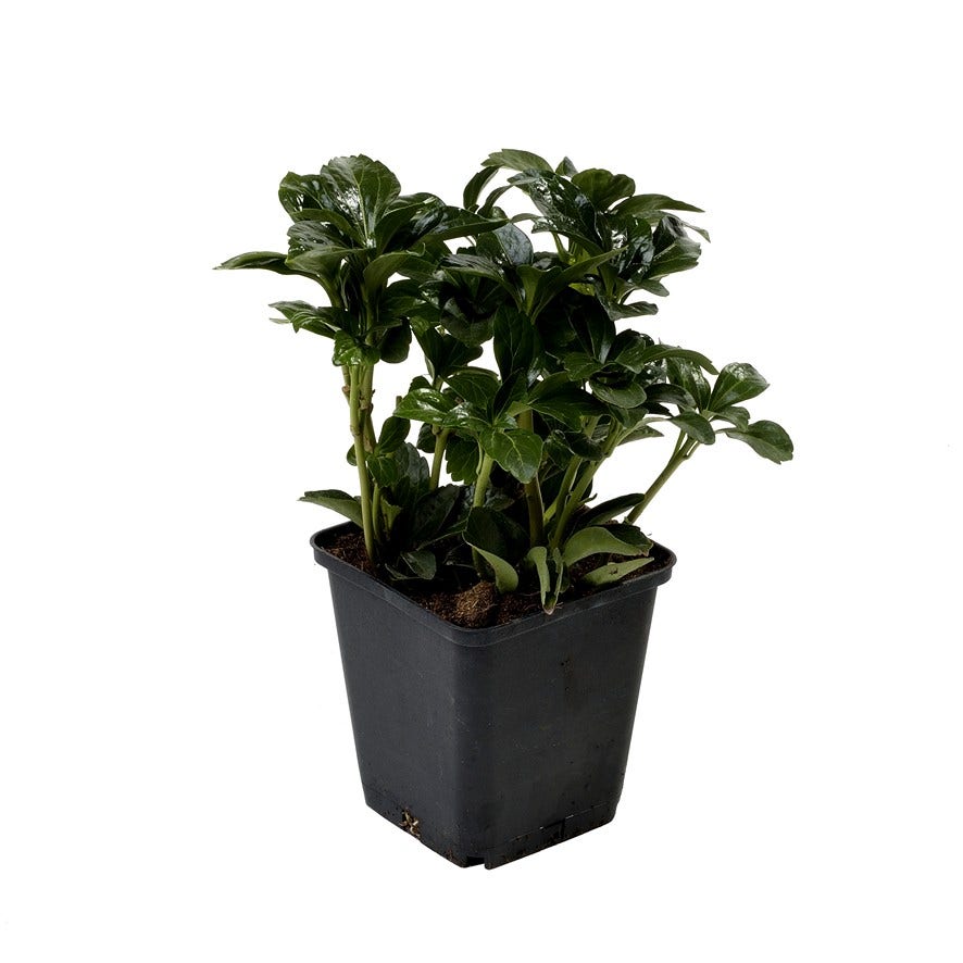 Pachysandra (Pachysandra Terminalis 'Green Sheen')