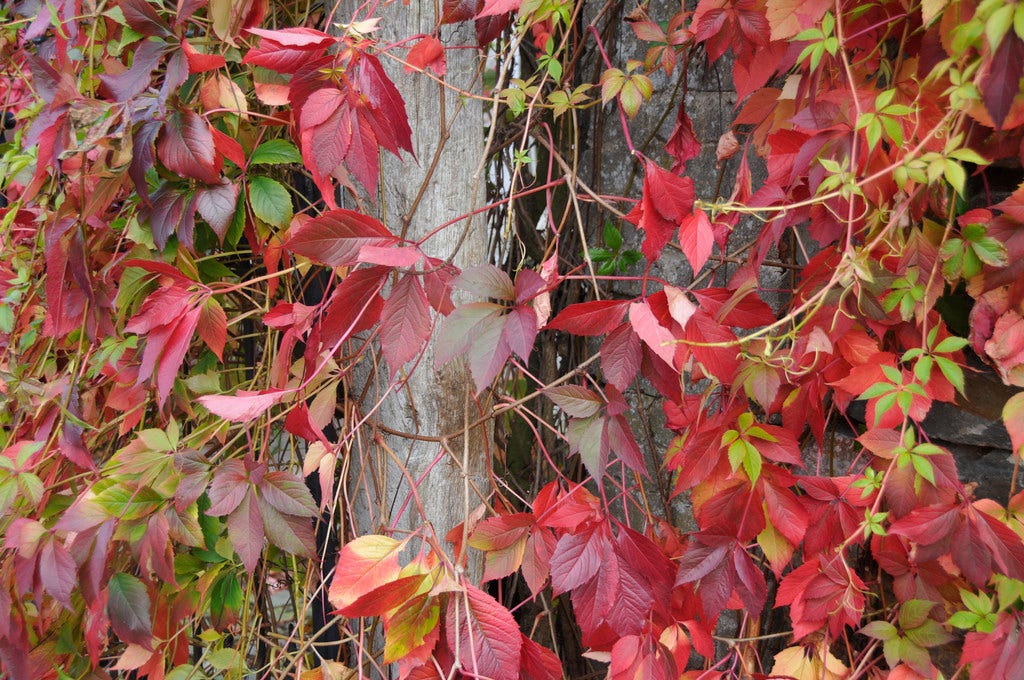 Wilde Wingerd (Parthenocissus Quinquefolia)