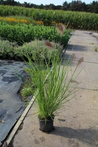 Lampepoetsersgras (Pennisetum Alopecuroides)