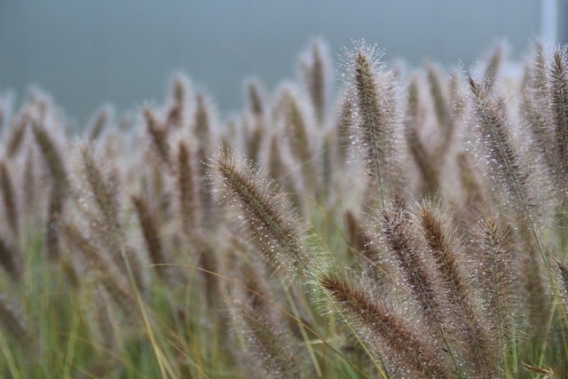 Lampepoetsersgras (Pennisetum Alopecuroides 'Cassian')