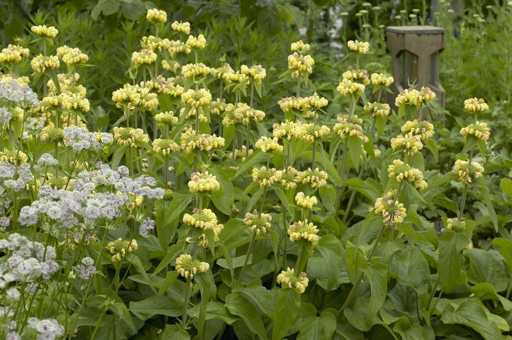 Viltkruid (Phlomis Russeliana) BIO