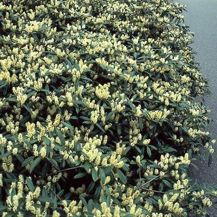 Laurier (Prunus Laurocerasus 'Zabeliana')