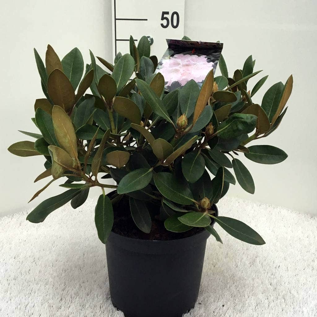 Dwergrhododendron (Rhododendron 'Silberwolke')