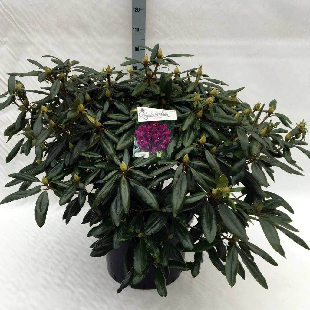 Rhododendron (Rhododendron 'Marcel Menard')