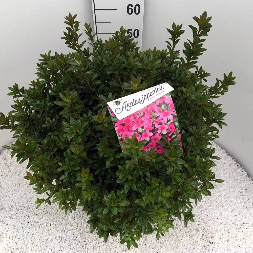 Japanse Azalea (Rhododendron 'Madame Van Hecke')