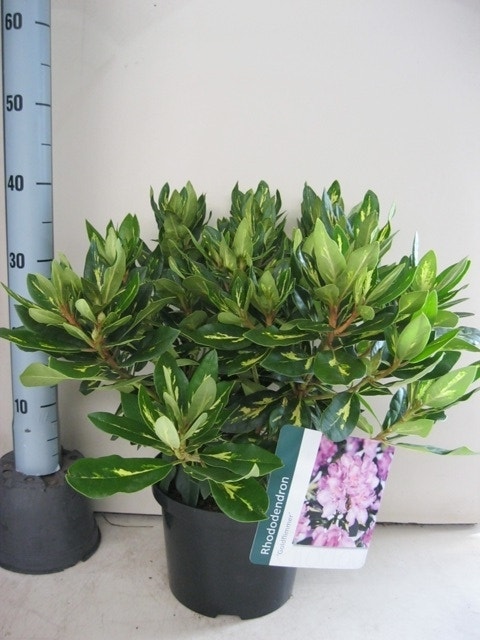 Rhododendron (Rhododendron 'Goldflimmer')