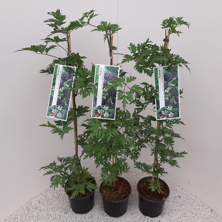 Braam (Rubus Fruticosa 'Thornless Evergreen')