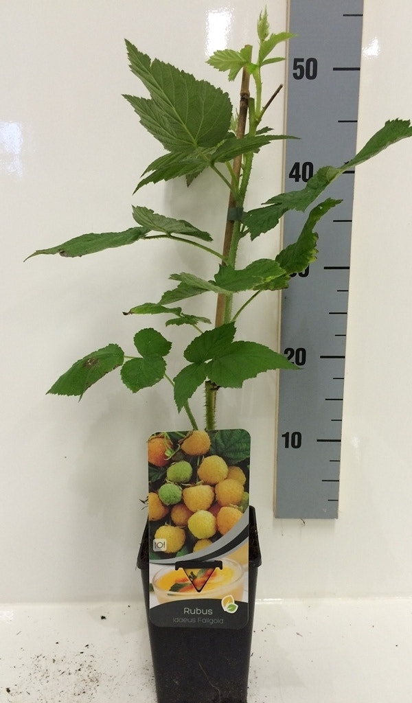 Framboos (Rubus Idaeus 'Fallgold')