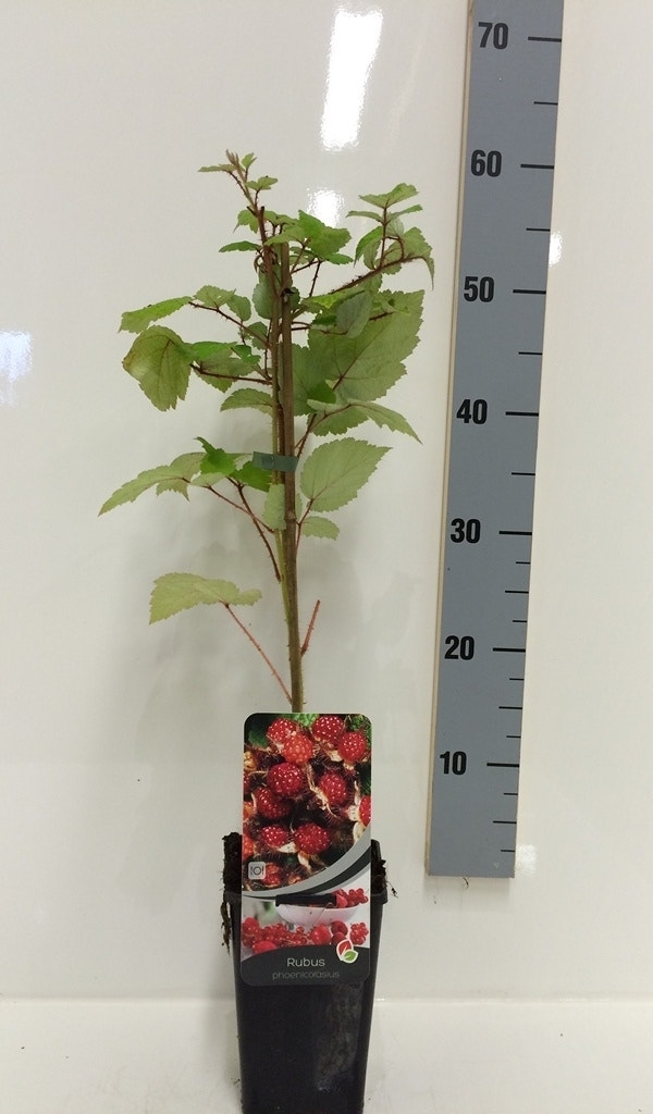 Japanse Wijnbes (Rubus Phoenicolasius)