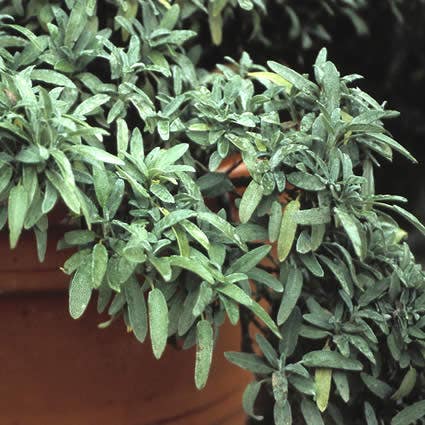 Salie (Salvia Officinalis) BIO