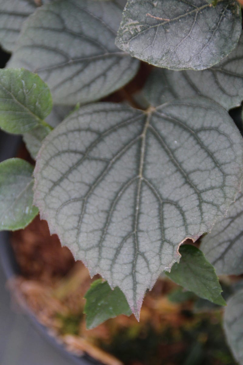 Valse Klimhortensia (Schizophragma Hydrageoides 'Moonlight')