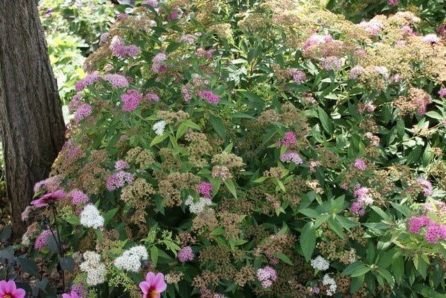 Spierstruik (Spiraea Japonica 'Genpei' (Shirobana))