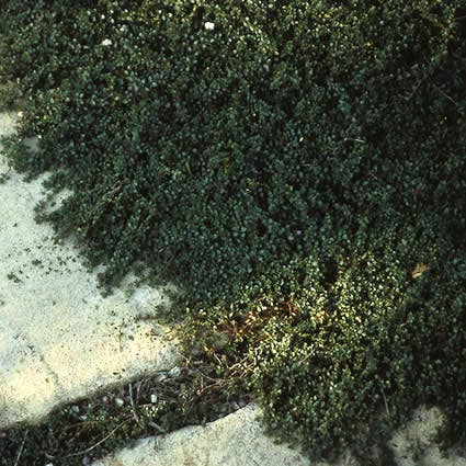 Woltijm (Thymus Praecox 'Pseudolanuginosus')
