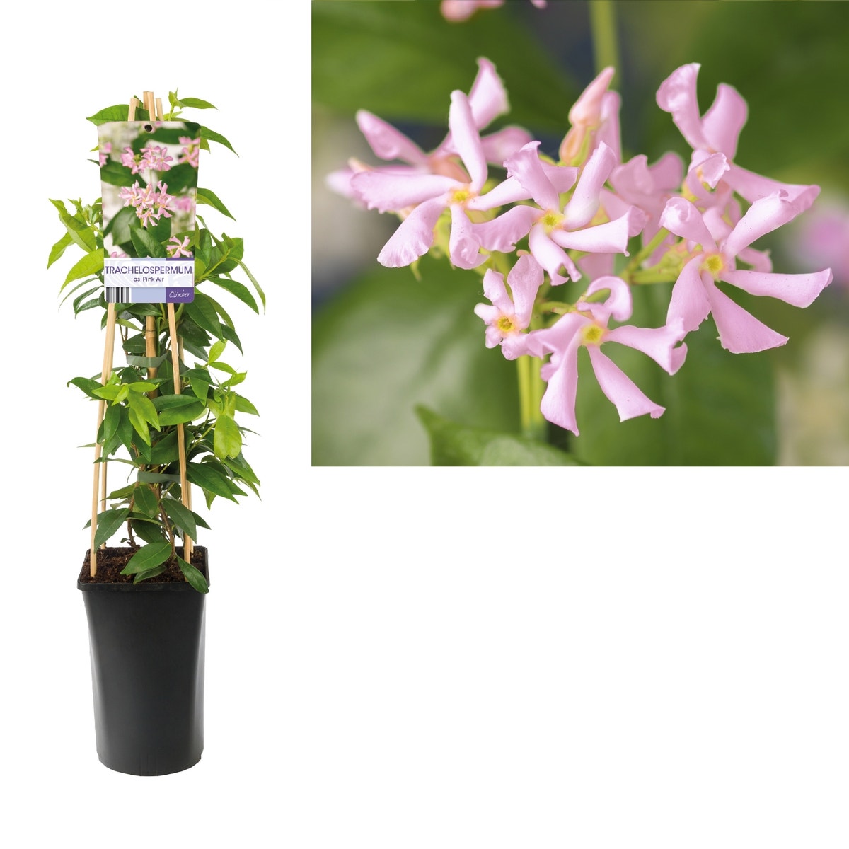 Roze Toscaanse Jasmijn (Trachelospermum 'Pink Air')