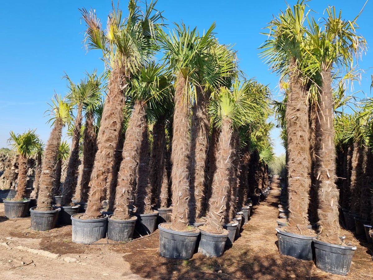 Winterharde Palm (Trachycarpus Fortunei)