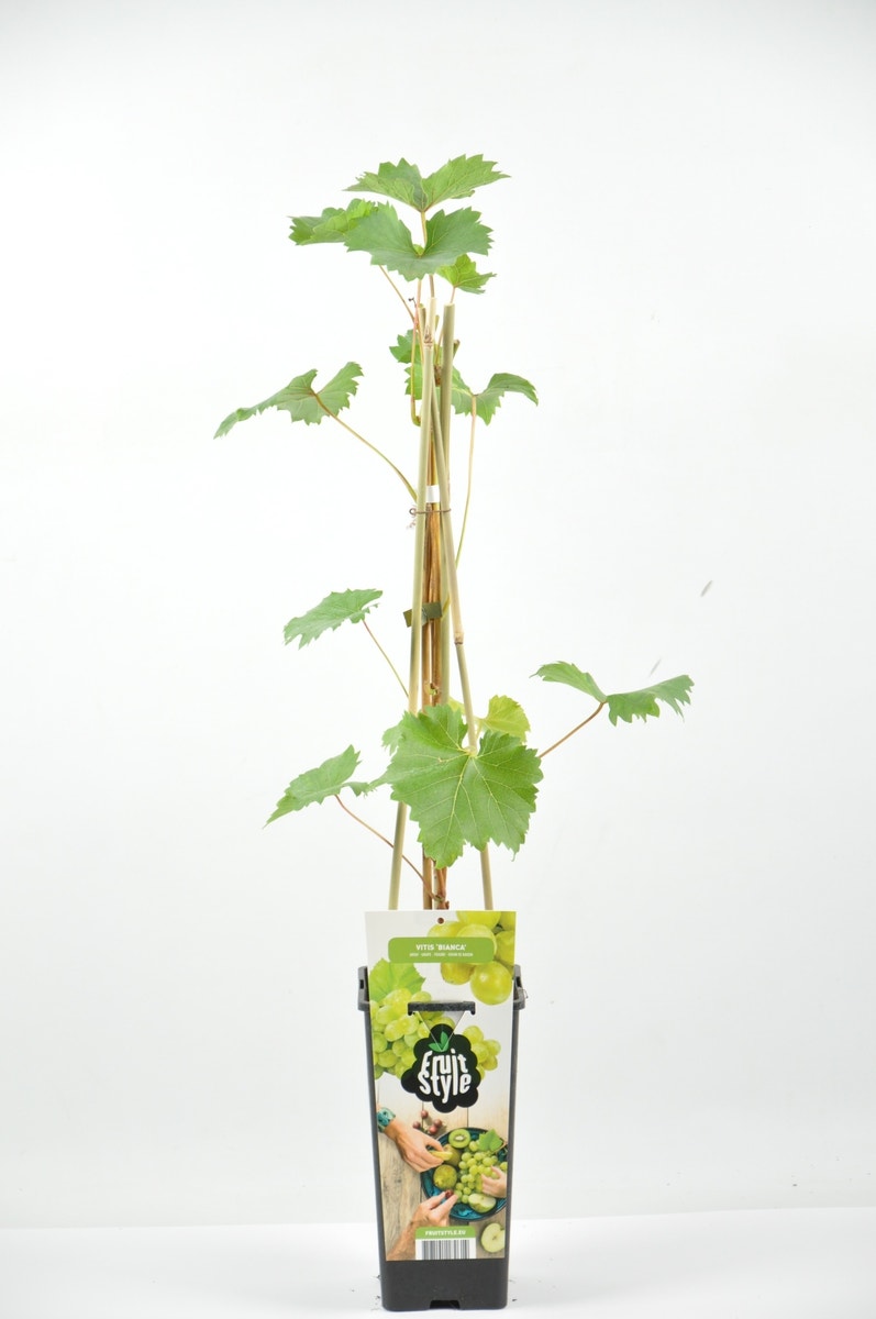 Witte Druif (Vitis 'Bianca')