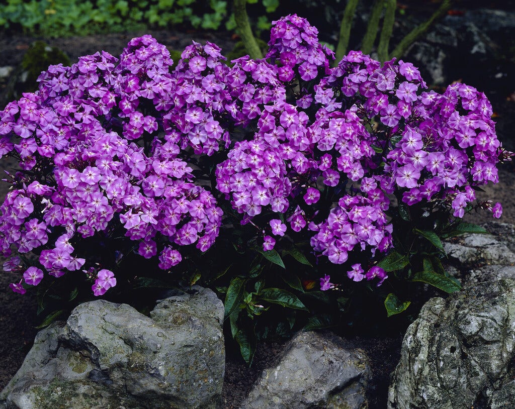 Vlambloem (Phlox Paniculata 'Blue Boy')