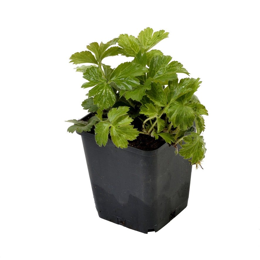 Waldsteinia (Waldsteinia Ternata)