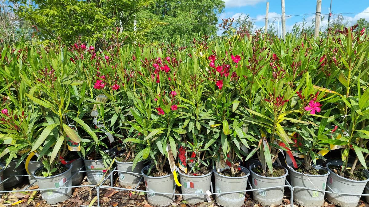 Rode Oleander (Nerium Oleander)