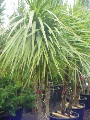  Cordyline (Cordyline Australis)