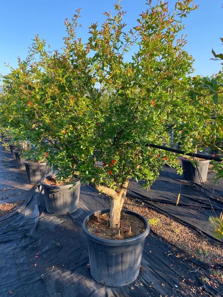  Granaatappel Als Solitair (Punica Granatum)