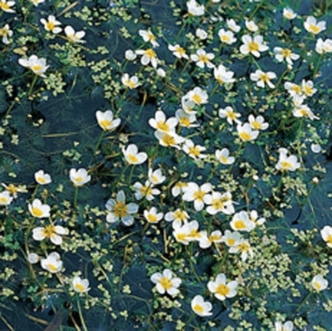  Waterranonkel (Ranunculus Aquatilis)