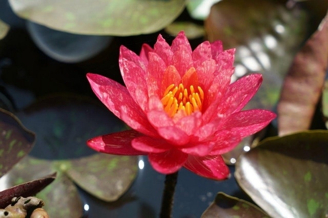  Waterlelie (Nymphaea Wanvisa)