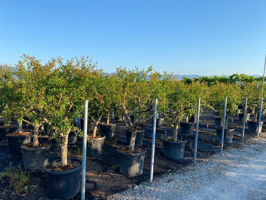  Granaatappel Als Solitair (Punica Granatum)