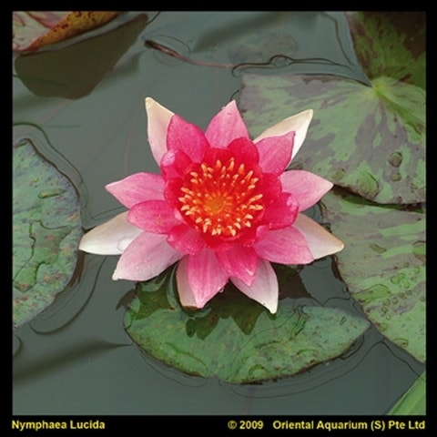  Waterlelie (Nymphaea 'Laydekeri Lilacea')