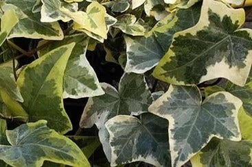 Klimop (Hedera Helix 'Goldchild')