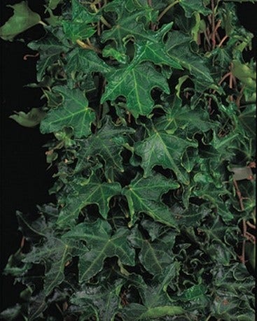  Klimop (Hedera Helix 'Ivalace')
