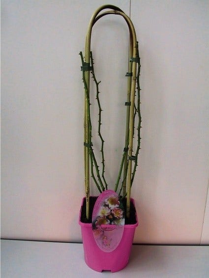  Miniklimroos (Rosa 'Perennial Blue')