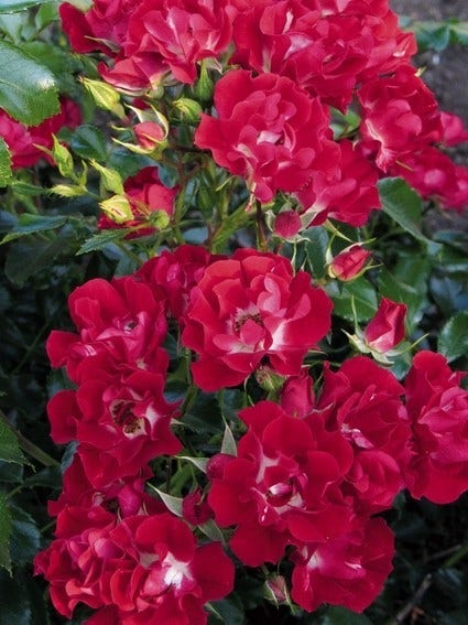  Miniklimroos (Rosa 'Rambling Rosie')