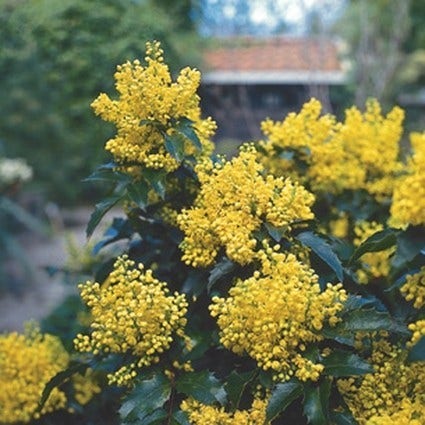  Mahoniestruik (Mahonia Aquifolium 'Apollo')