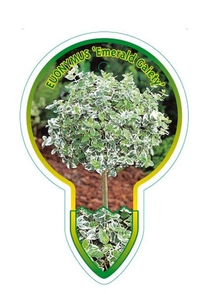  Kardinaalsmuts (Euonymus Fortunei 'Emerald Gaiety')