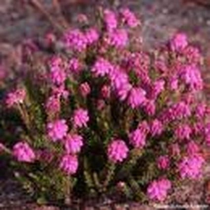  Gewone Dopheide (Erica Tetralix 'Con Underwood')