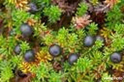  Kraaiheide (Empetrum Nigrum)