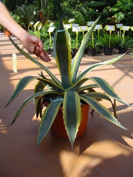  Agave (Agave Americana 'Variegata')