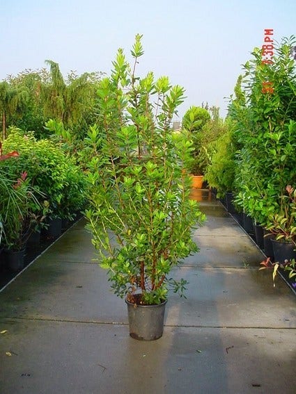  Aardbeiboom Als Struik (Arbutus Unedo)