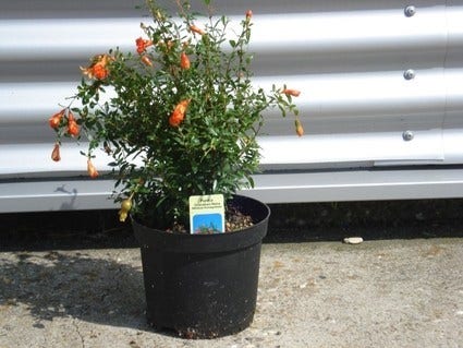  Granaatappel Als Struik (Punica Granatum)