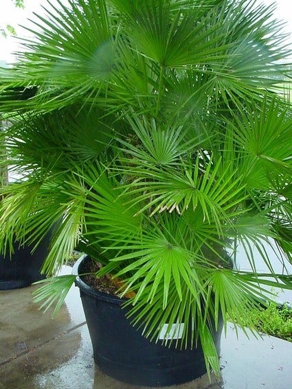  Dwergpalm (Chamaerops Humilis 'Vulcano')