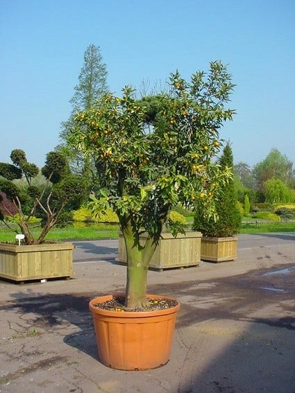  Kumquat (Citrus Kumquat)