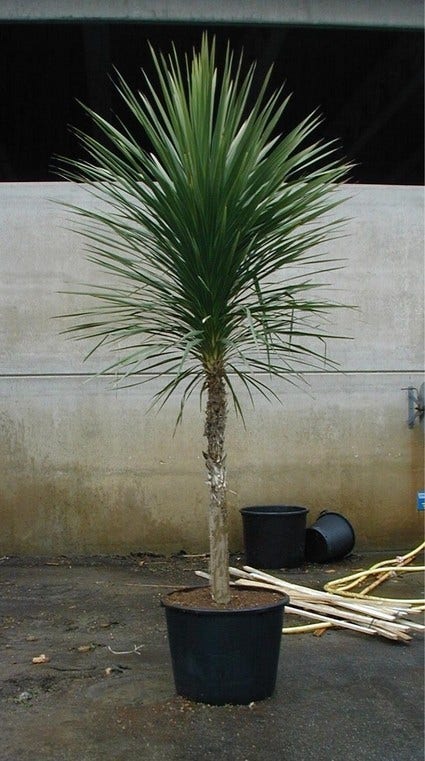  Cordyline (Cordyline Australis)