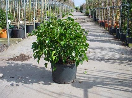  Struikklimop (Hedera Helix 'Arborescens')