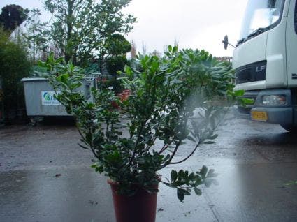  Australische Laurier (Pittosporum Tobira 'Variegatum')