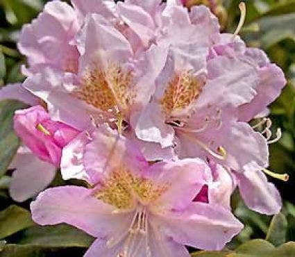  Rhododendron (Rhododendron 'Cunningham's Blush')