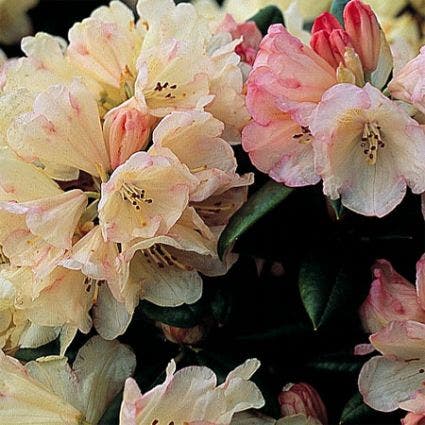  Dwergrhododendron (Rhododendron 'Dusty Miller')