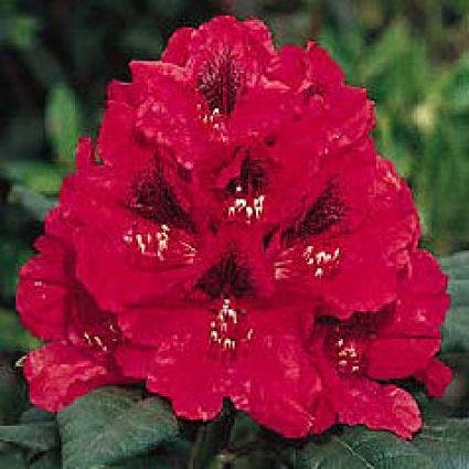  Rhododendron (Rhododendron 'Lord Roberts')
