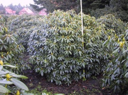  Rhododendron (Rhododendron Catawbiense 'Boursault')